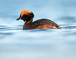 BB 10 0371 / Podiceps auritus / Horndykker